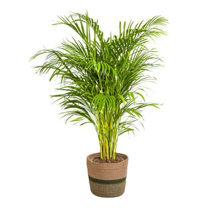Dypsis Areca Lutescens with basket - ↕120-140cm - Ø24cm
