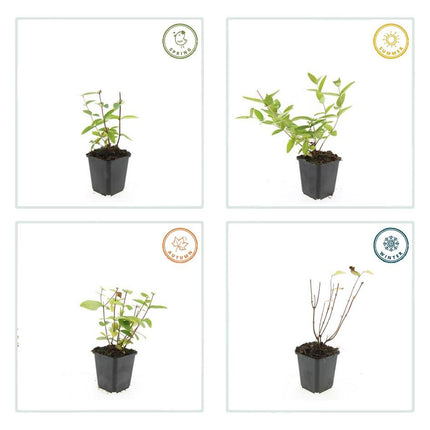 Hypericum inodorum 'Annebel' - ↕10-25cm - Ø9cm - 60x