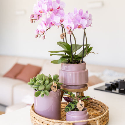 Kolibri Orchids | Gift Set Desert Summer Paars - Roze-Paarse Phalaenopsis Orchidee Mineral Frederikstad & Succulenten