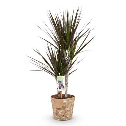 Dracaena magenta - Arbre dragon - avec panier - Pot de 17 cm - Hauteur 70-80 cm