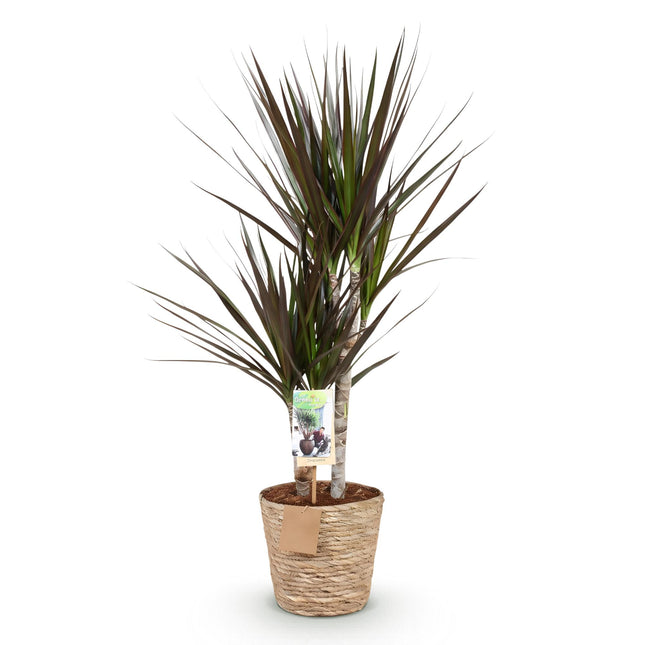 Dracaena magenta - Arbre dragon - avec panier - Pot de 17 cm - Hauteur 70-80 cm