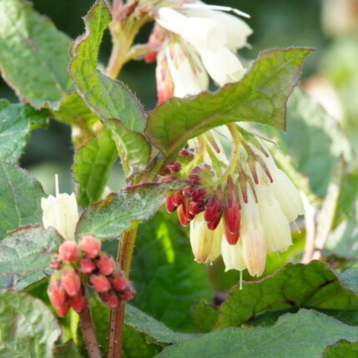 Symphytum grandiflorum - Smeerwortel - ↕10-25cm - Ø9cm - 48x