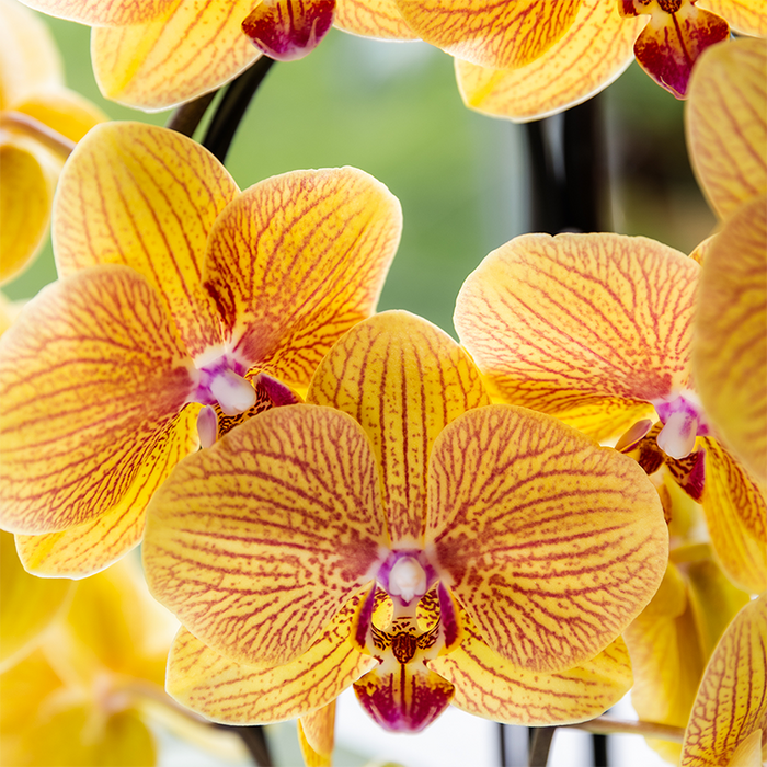Kolibri Orchids | Niagara Falls orchidee Sunny Bunny met Poppy sierpot peach – Ø12cm