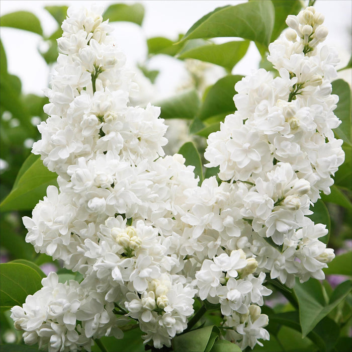 Syringa vulgaris mme Lemoine - Lilla comune - ↕45cm - Ø17cm