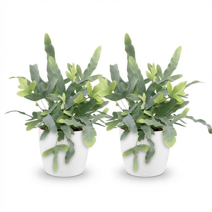 Phlebodium aureum Blue Star - Blue Fern - with white plant pots - ↕25cm - Ø12cm - 2x