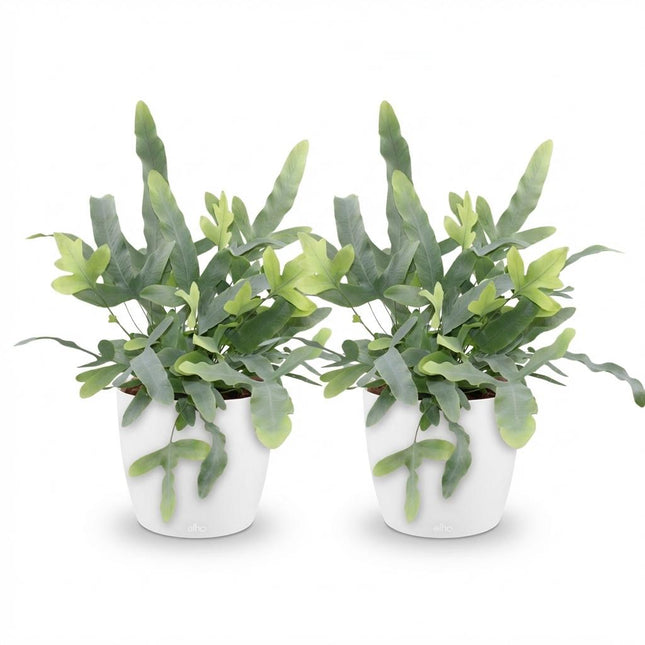 Phlebodium aureum Blue Star - Felce blu - con vasi bianchi - ↕25cm - Ø12cm - 2x