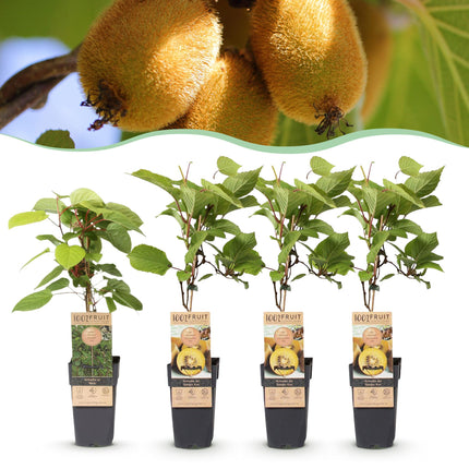 Green boutiQ - Planta frutal - Actinidia Weiki y kiwi dorado - Planta de kiwi - 1 macho - 3 hembras - Plantas - Amarillo - Maceta de 15 cm - Altura 50 cm