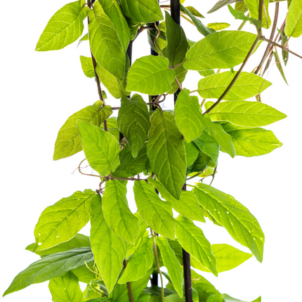 Cobea Scandens Fioletowy Niebieski - ↕60cm - Ø13 cm - 4x