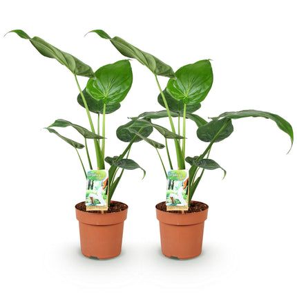 Alocasia Cucullata - Boeddha's Hand - ↕60-65cm - Ø17cm - 2x