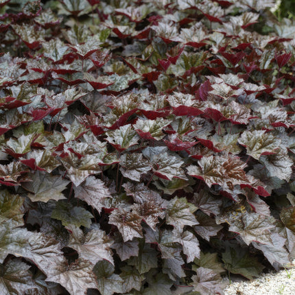 Heuchera mic. 'Palace Purple' - ↕10-25cm - Ø9cm - 48x