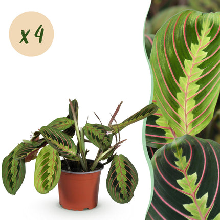 Maranta Fascinator Tricolour - Gebedsplant - ↕30-35cm - Ø12cm - 4x
