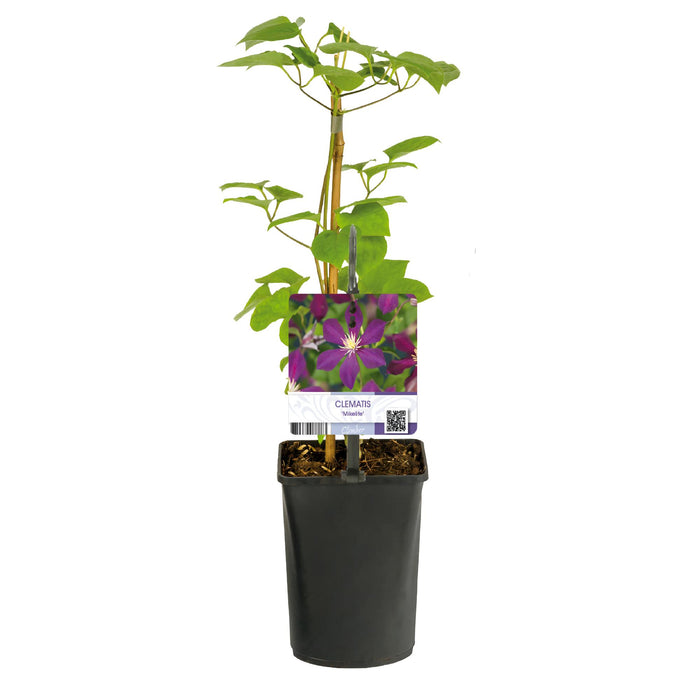 Clematis Mikelite - Bosrank - Bloem Paars - ↕40cm - Ø11cm - 2x