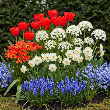 Bulbes de fleurs - Bulbes de Hollande - Couleurs variées - 125 pièces - Emballage cadeau