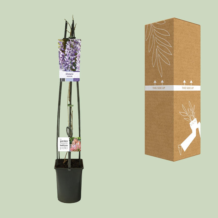 Wisteria Sinensis + Light Label - ↕115cm - Ø23cm