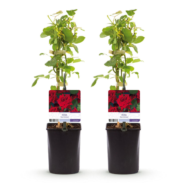 Klimroos - Rosa Red Climber - Bloem Rood - Weinig onderhoud - 2 planten - Pot 11cm Hoogte 40cm