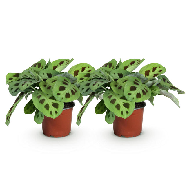 Maranta Fascinator Kerchoveana - Planta de oración - ↕30-35cm - Ø12cm - 2x