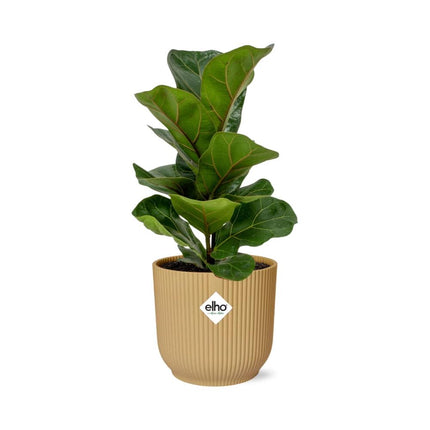 Ficus Lyrata 'Bambino' i gul elho Vibes Fold - Ø14cm