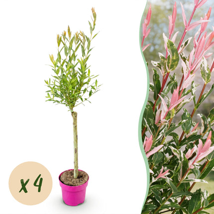 Salix Flamingo - Flamingo Wilg op stam - Ø17cm - ↕70-80cm - 4x
