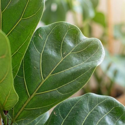 Ficus Lyrata - Vioolbladplant - ↕75-85cm - Ø21cm