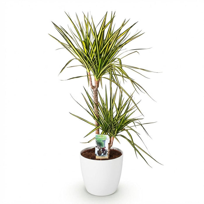 Dracaena Sunray - Drakenbloedboom - met witte plantenpot - ↕90-100cm - Ø21cm