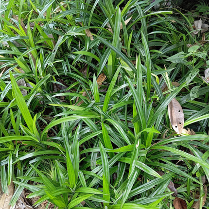 Carex morrowii Irish Green - Junco - Verde y amarillo - ↕50cm - Ø17cm