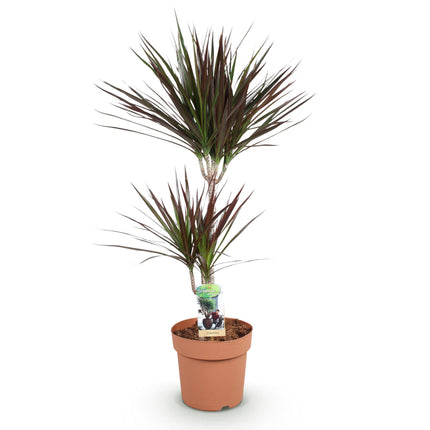 Dracaena Magenta - Dragon Tree - ↕90-100cm - Ø21cm