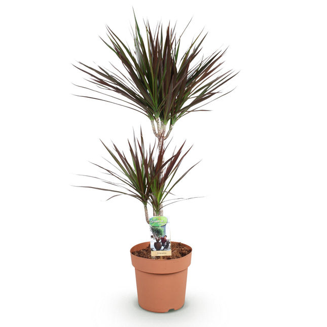 Dracaena Magenta - Dragetræ - ↕90-100cm - Ø21cm