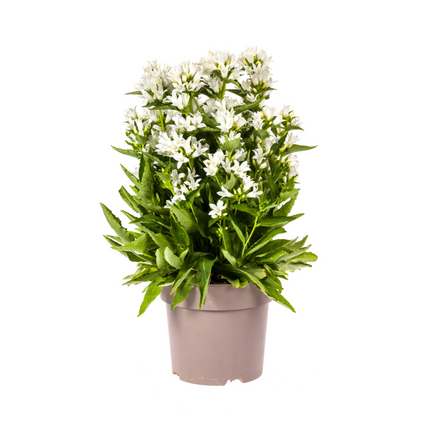 Campanula Glomerata Genti Bianca - ↕30-40cm - Ø19cm