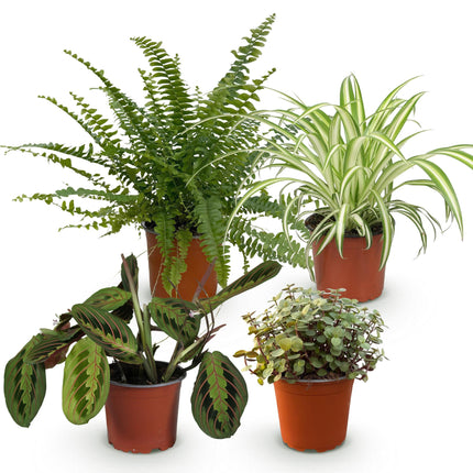 Plantenbox - Chlorophytum - Maranta - Callisia - Nephrolepsis - ↕25cm - Ø12cm - 4x