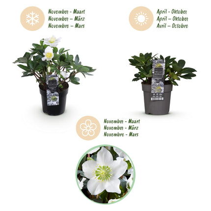 Kerstroos - Helleborus Christmas Carol  - Witte Bloem - ↕25cm - Ø10,5cm - 2x