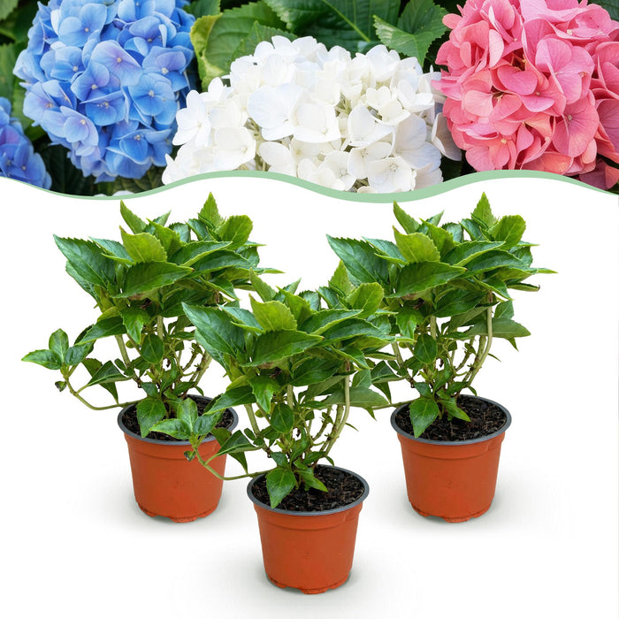 Hydrangea macrophylla Tricolour - Hortensia - Winterhard - Roze-Blauw-Wit - 3 Planten - Pot 12cm - Hoogte Hoogte 20-30cm