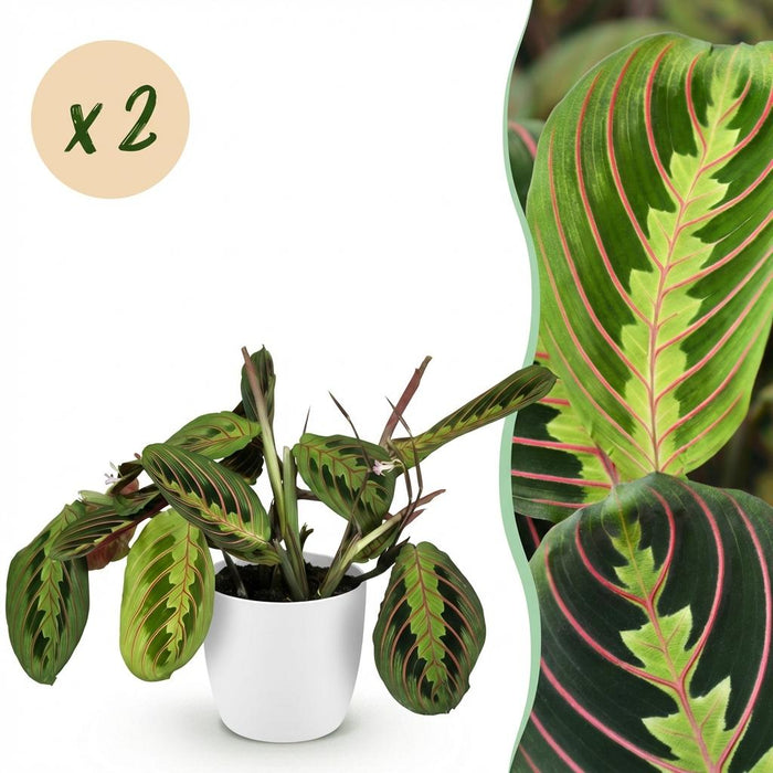 Maranta Fascinator Tricolour - Gebedsplant - met witte plantenpotten - ↕25cm - Ø12cm - 2x