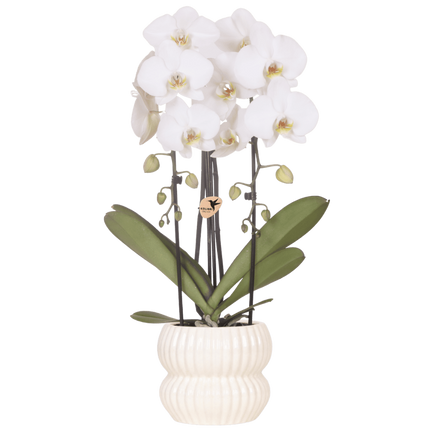 Kolibri Orchids | Witte Niagara Falls orchidee + Horizon sierpot wit – potmaat Ø12cm