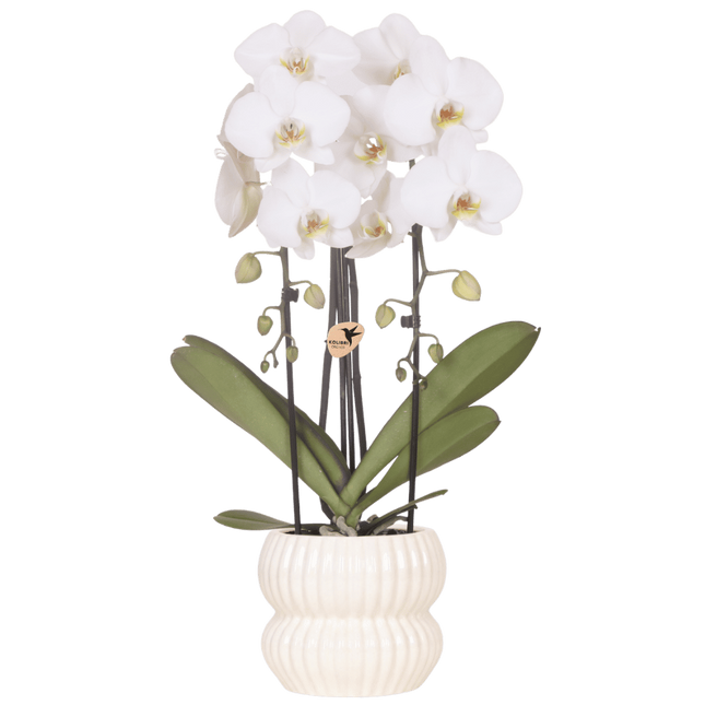 Kolibri Orchids | Witte Niagara Falls orchidee + Horizon sierpot wit – potmaat Ø12cm