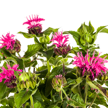 Monarda Didyma Rosa Ø19cm - ↕45 - 60cm