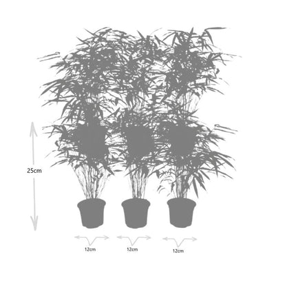 Fargesia Rufa - Bambou - ↕25cm - Ø13 cm - 6x