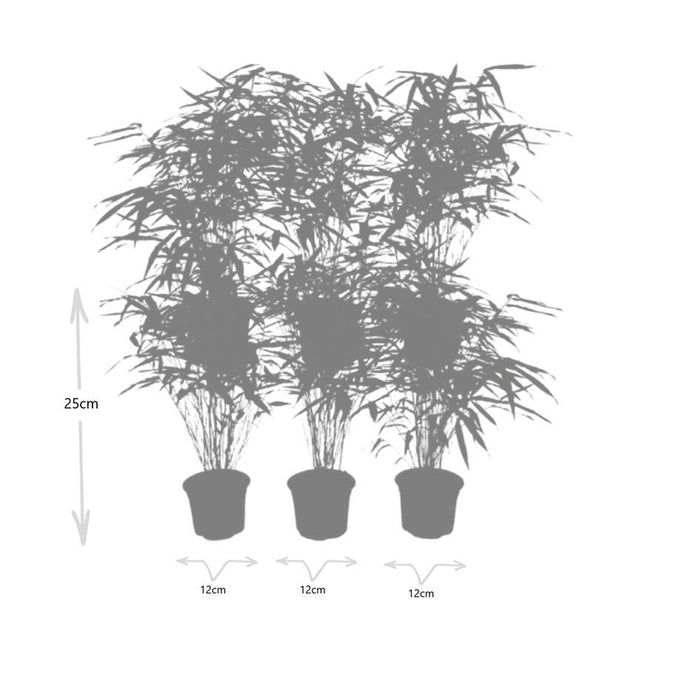 Fargesia Rufa - Bamboe - ↕25cm - Ø13 cm - 6x