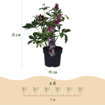 Rosa de primavera - Helleborus orientalis Double Ellen Red - Flor roja - ↕35cm - Ø14cm - 2x