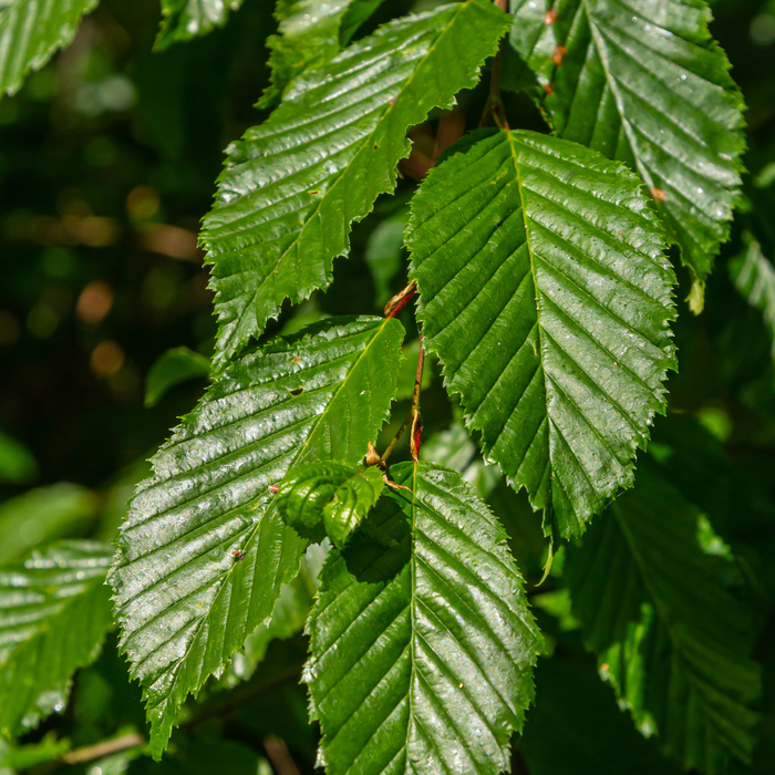 Carpinus Betulus - Haagbeuk - Palletdeal - ↕80-100cm - Ø19cm - 50x