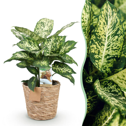 Dieffenbachia Compacta - with basket - ↕45-50cm - Ø17cm