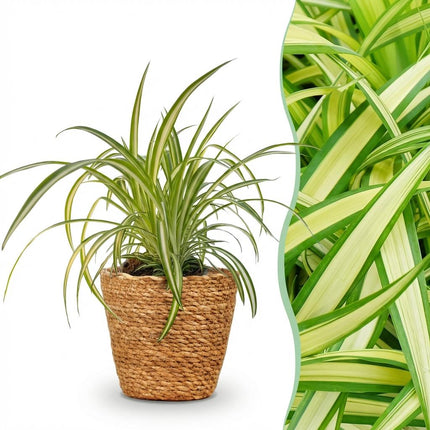 Chlorophytum comosum Variegatum - Bonte Graslelie - met Mand - ↕20cm - Ø12cm