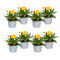 Coreopsis (Meisjesogen)