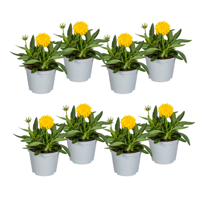Coreopsis Grandiflora - Coreopsis - ↕25-35cm - Ø13cm - 8x