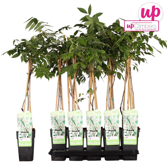 Wisteria floribunda Alba - Witte regen - ↕65cm - Ø15cm