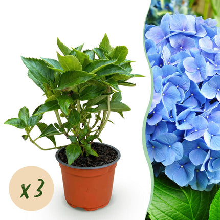 Hydrangea macrophylla Blauw - Hortensia - Blauw - ↕20-30cm - Ø12cm - 3x