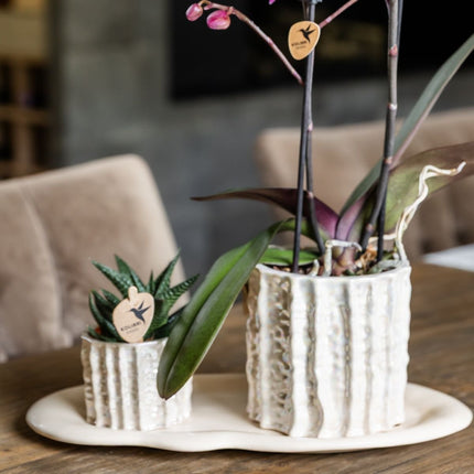 Kolibri Orchids | Gift Set Oyster - Witte Phalaenopsis Orchidee Mineral Gibraltar & Succulent