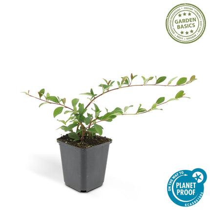 Cotoneaster dammeri - Dwergmispel - ↕10-25cm - Ø9cm - 24x