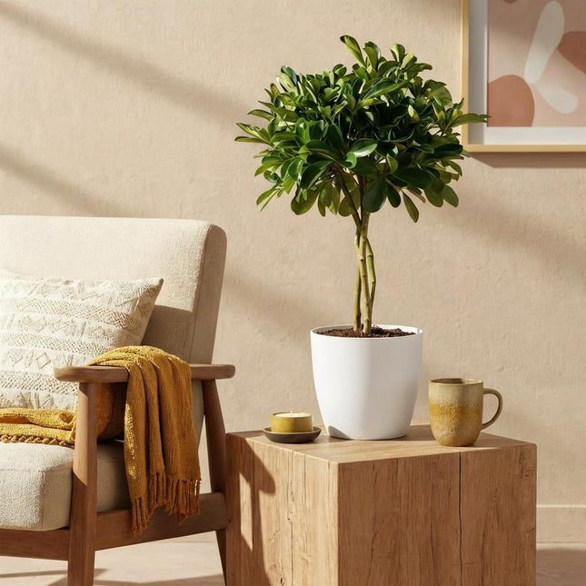 Schefflera Gold Capelle - Albero a dita - con vaso bianco - ↕70-80cm - Ø21cm