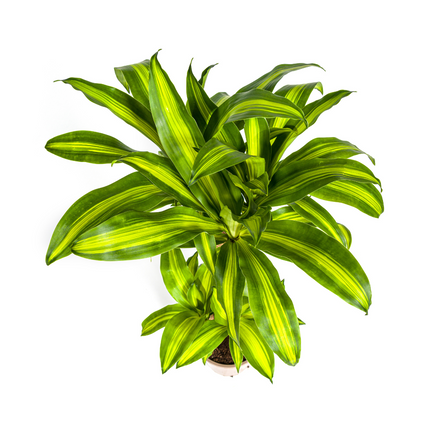 Dracaena Fragrans Massangeana with basket - ↕90-110cm - Ø21cm