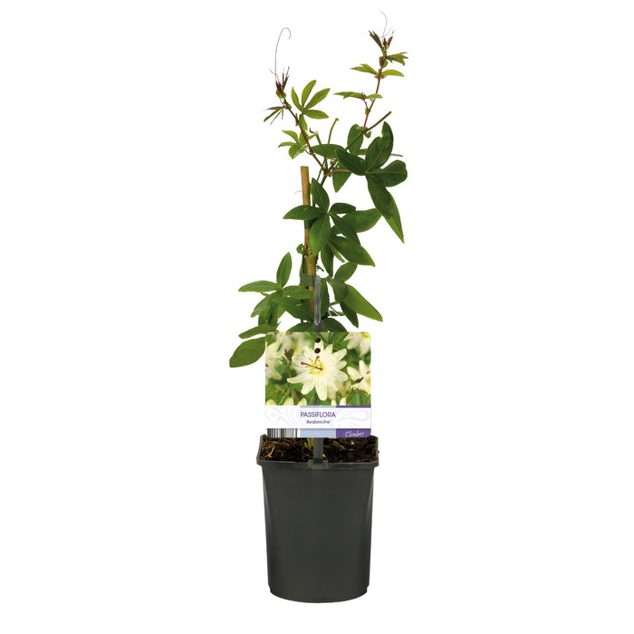 Passiebloem - Passiflora Avalanche  - Bloem  Wit - ↕40cm - Ø11cm - 2x